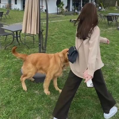 我家娘子惹不起